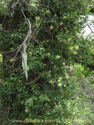 Image of Hydrangea serratifolia (Canelilla / Voqui naranjo / Voqui paulun). Click to enlarge parts of image.