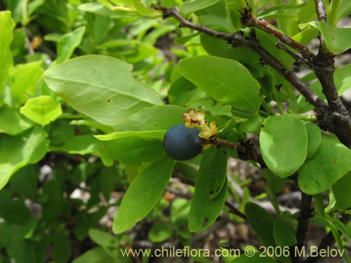 Bild von Myoschilos oblongum (Orocoipo / Codocoipo). Klicken Sie, um den Ausschnitt zu vergrössern.