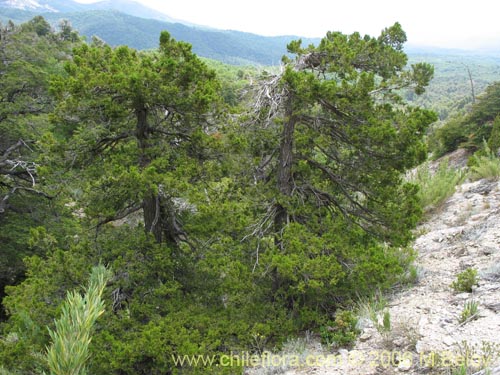 Bild von Austrocedrus chilensis (Ciprés de la cordillera / Cedro). Klicken Sie, um den Ausschnitt zu vergrössern.