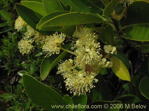 Imágen de Hydrangea serratifolia (Canelilla / Voqui naranjo / Voqui paulun). Haga un clic para aumentar parte de imágen.