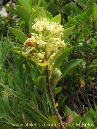 Image of Hydrangea serratifolia (Canelilla / Voqui naranjo / Voqui paulun). Click to enlarge parts of image.