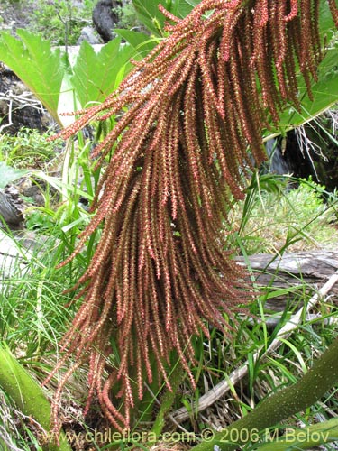 Imágen de Gunnera tinctoria (Nalca / Pangue). Haga un clic para aumentar parte de imágen.