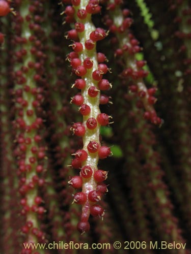 Bild von Gunnera tinctoria (Nalca / Pangue). Klicken Sie, um den Ausschnitt zu vergrössern.