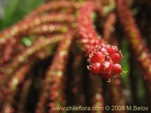 Фотография Gunnera tinctoria (Nalca / Pangue). Щелкните, чтобы увеличить вырез.