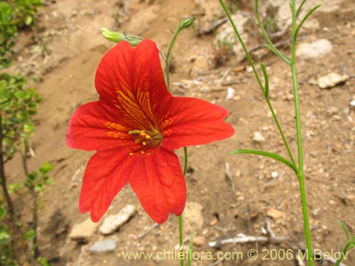 Фотография Salpiglossis sinuata (Palito amargo). Щелкните, чтобы увеличить вырез.