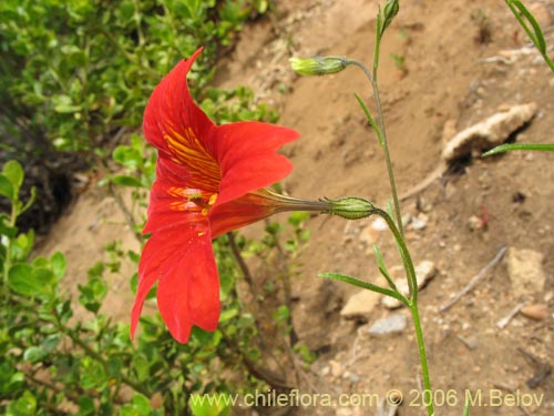 Image of Salpiglossis sinuata (Palito amargo). Click to enlarge parts of image.