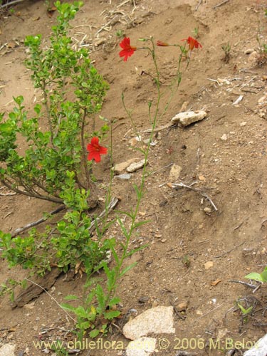 Image of Salpiglossis sinuata (Palito amargo). Click to enlarge parts of image.