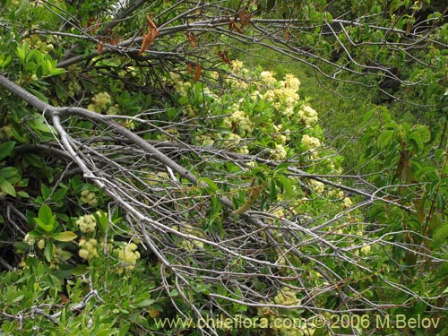 Image of Hydrangea serratifolia (Canelilla / Voqui naranjo / Voqui paulun). Click to enlarge parts of image.