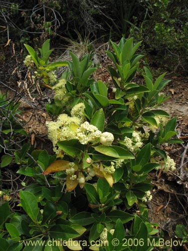 Bild von Hydrangea serratifolia (Canelilla / Voqui naranjo / Voqui paulun). Klicken Sie, um den Ausschnitt zu vergrössern.