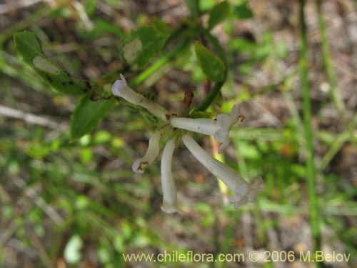 Imágen de Diostea juncea (Retama o retamo (de cordillera)). Haga un clic para aumentar parte de imágen.