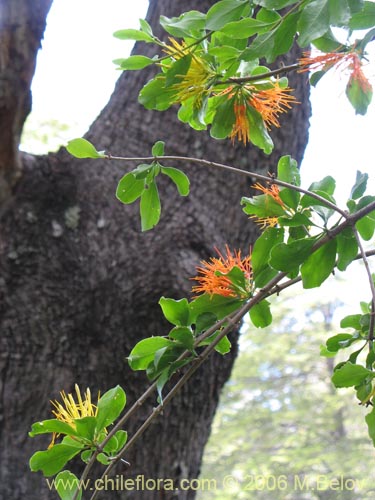 Bild von Desmaria mutabilis (Quintral del Coihue/Quintral amarillo). Klicken Sie, um den Ausschnitt zu vergrössern.