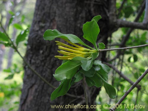 Image of Desmaria mutabilis (Quintral del Coihue/Quintral amarillo). Click to enlarge parts of image.