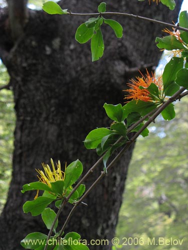 Imágen de Desmaria mutabilis (Quintral del Coihue/Quintral amarillo). Haga un clic para aumentar parte de imágen.