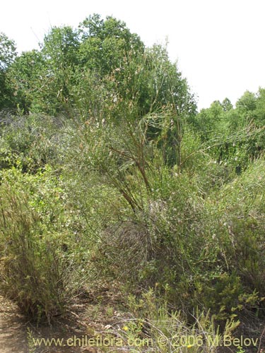 Imágen de Diostea juncea (Retama o retamo (de cordillera)). Haga un clic para aumentar parte de imágen.