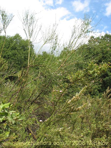 Image of Diostea juncea (Retama o retamo (de cordillera)). Click to enlarge parts of image.