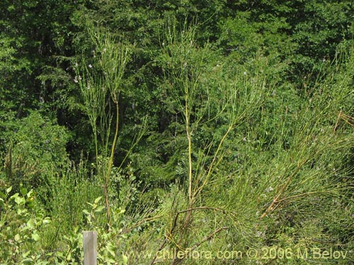 Imágen de Diostea juncea (Retama o retamo (de cordillera)). Haga un clic para aumentar parte de imágen.