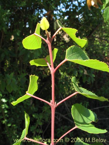 Bild von Aristotelia chilensis (Maqui). Klicken Sie, um den Ausschnitt zu vergrössern.