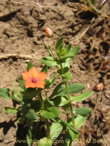 Image of Anagallis arvensis (Pimpinela rosada). Click to enlarge parts of image.