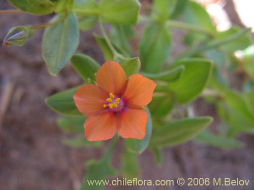 Image of Anagallis arvensis (Pimpinela rosada). Click to enlarge parts of image.