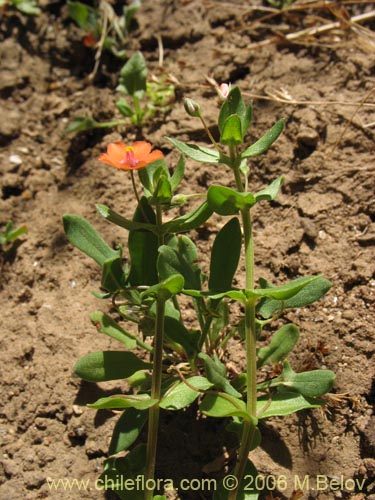 Imágen de Anagallis arvensis (Pimpinela rosada). Haga un clic para aumentar parte de imágen.