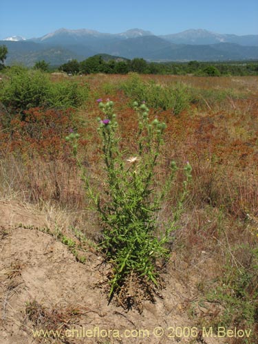 Bild von Cirsium vulgare (Cardo negro). Klicken Sie, um den Ausschnitt zu vergrössern.