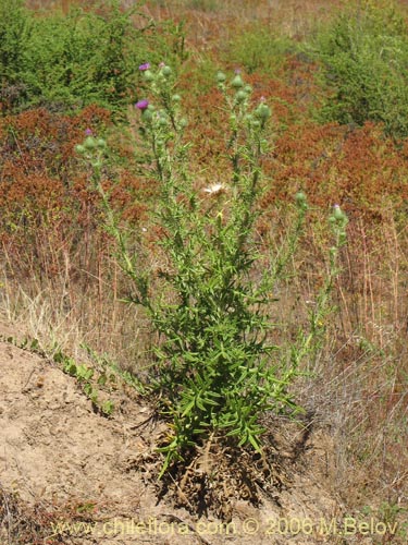 Bild von Cirsium vulgare (Cardo negro). Klicken Sie, um den Ausschnitt zu vergrössern.