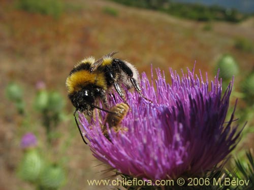 Image of Cirsium vulgare (Cardo negro). Click to enlarge parts of image.