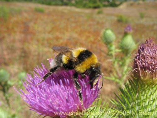 Imágen de Cirsium vulgare (Cardo negro). Haga un clic para aumentar parte de imágen.