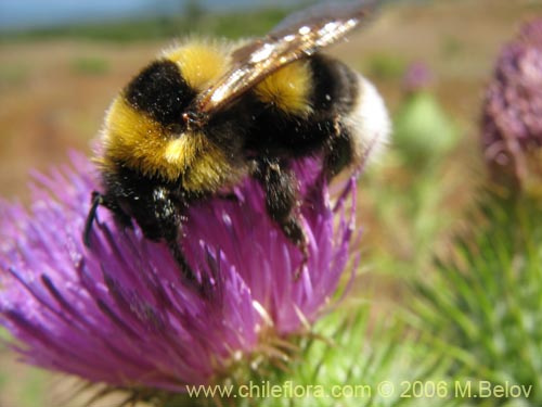 Image of Cirsium vulgare (Cardo negro). Click to enlarge parts of image.