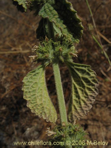 Marrubium vulgare의 사진