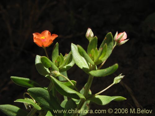 Image of Anagallis arvensis (Pimpinela rosada). Click to enlarge parts of image.