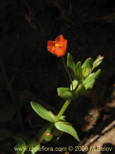 Imágen de Anagallis arvensis (Pimpinela rosada). Haga un clic para aumentar parte de imágen.