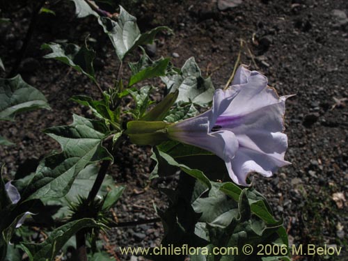 Image of Datura stramonium (Chamico / Miyaya). Click to enlarge parts of image.