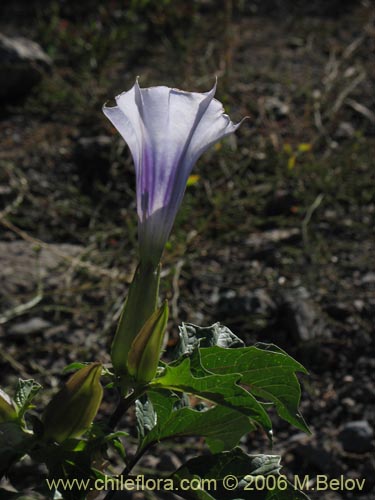 Imágen de Datura stramonium (Chamico / Miyaya). Haga un clic para aumentar parte de imágen.