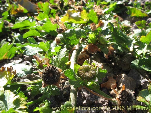 Imágen de Malvaceae sp. #2366 (). Haga un clic para aumentar parte de imágen.