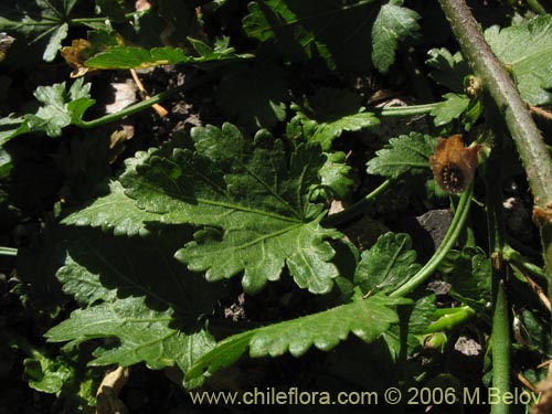 Imágen de Malvaceae sp. #2366 (). Haga un clic para aumentar parte de imágen.