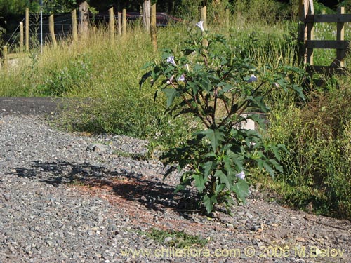 Imágen de Datura stramonium (Chamico / Miyaya). Haga un clic para aumentar parte de imágen.