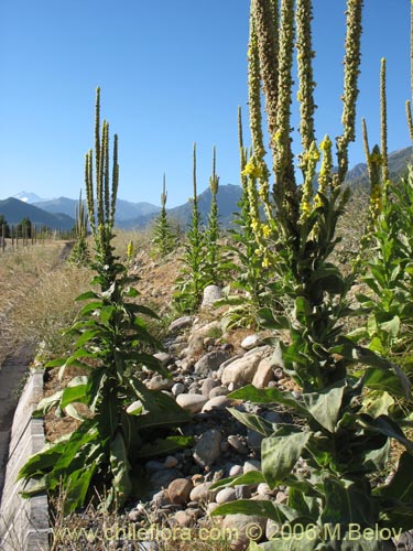 Фотография Verbascum thapsus (Hierba del Paño). Щелкните, чтобы увеличить вырез.