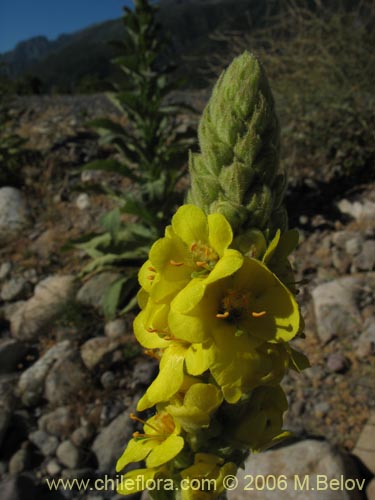 Verbascum thapsusの写真