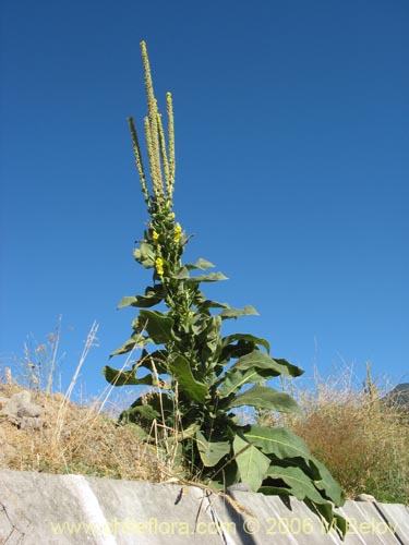 Imágen de Verbascum thapsus (Hierba del Paño). Haga un clic para aumentar parte de imágen.