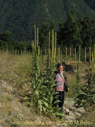 Image of Verbascum thapsus (Hierba del Paño). Click to enlarge parts of image.