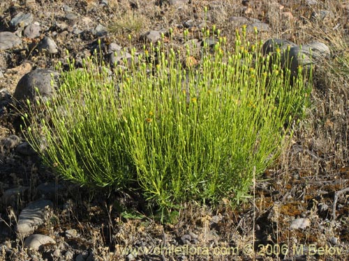 Bild von Senecio sp. #1581 (). Klicken Sie, um den Ausschnitt zu vergrössern.