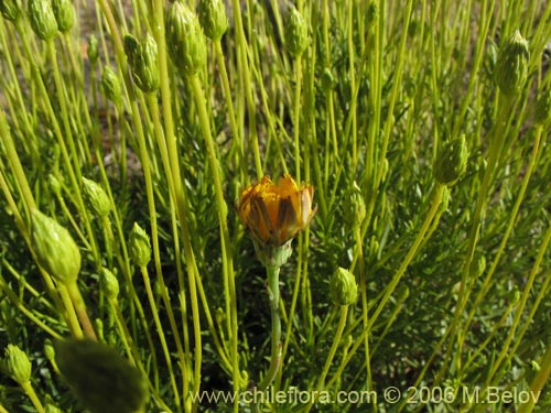 Imágen de Senecio sp. #1581 (). Haga un clic para aumentar parte de imágen.