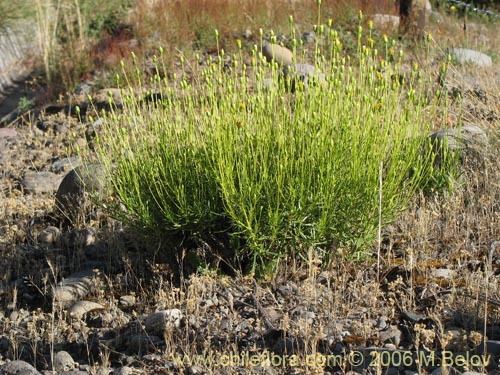 Senecio sp. #1581의 사진