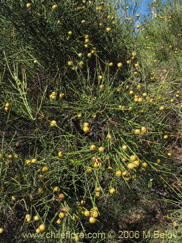 Image of Retanilla ephedra (Frutilla del campo / Caman / Coquillo / Retamilla). Click to enlarge parts of image.