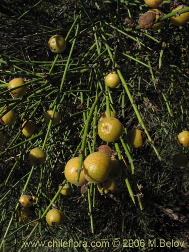 Image of Retanilla ephedra (Frutilla del campo / Caman / Coquillo / Retamilla). Click to enlarge parts of image.