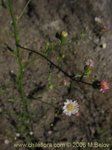 Image of Aster squamatus (). Click to enlarge parts of image.