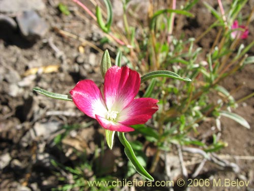 Image of Clarkia tenella (Sangre de toro / Inutil / Huasita). Click to enlarge parts of image.