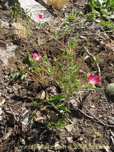 Фотография Clarkia tenella (Sangre de toro / Inutil / Huasita). Щелкните, чтобы увеличить вырез.