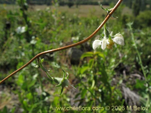 Image of Loasa micrantha (). Click to enlarge parts of image.